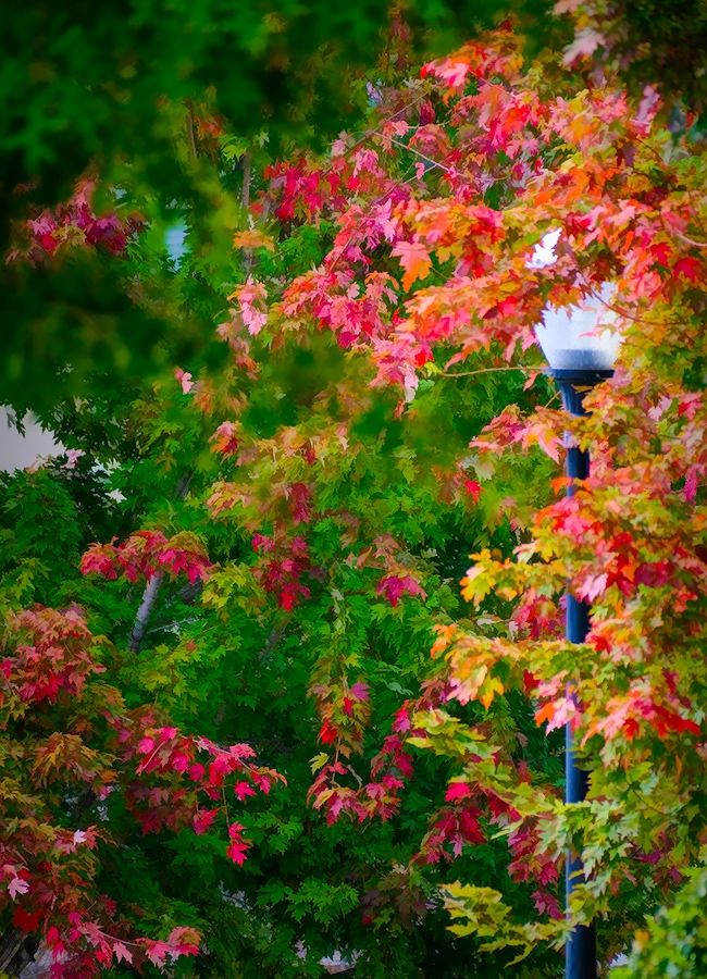 Colorful autumn leaves
