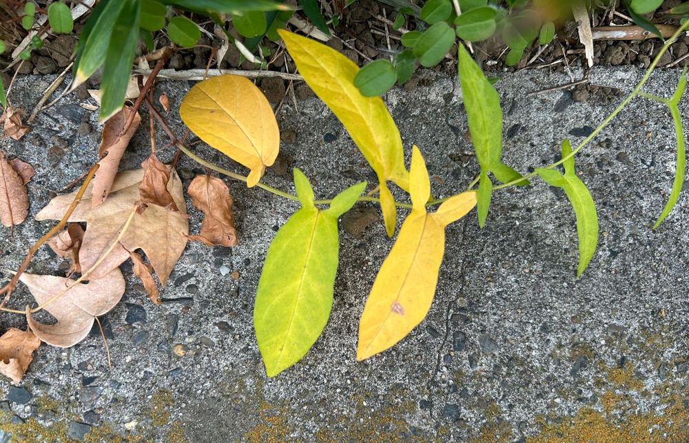 ピグレットの顔のような形の葉が2枚うつっている 緑っぽい葉っぱと黄色っぽい葉っぱ