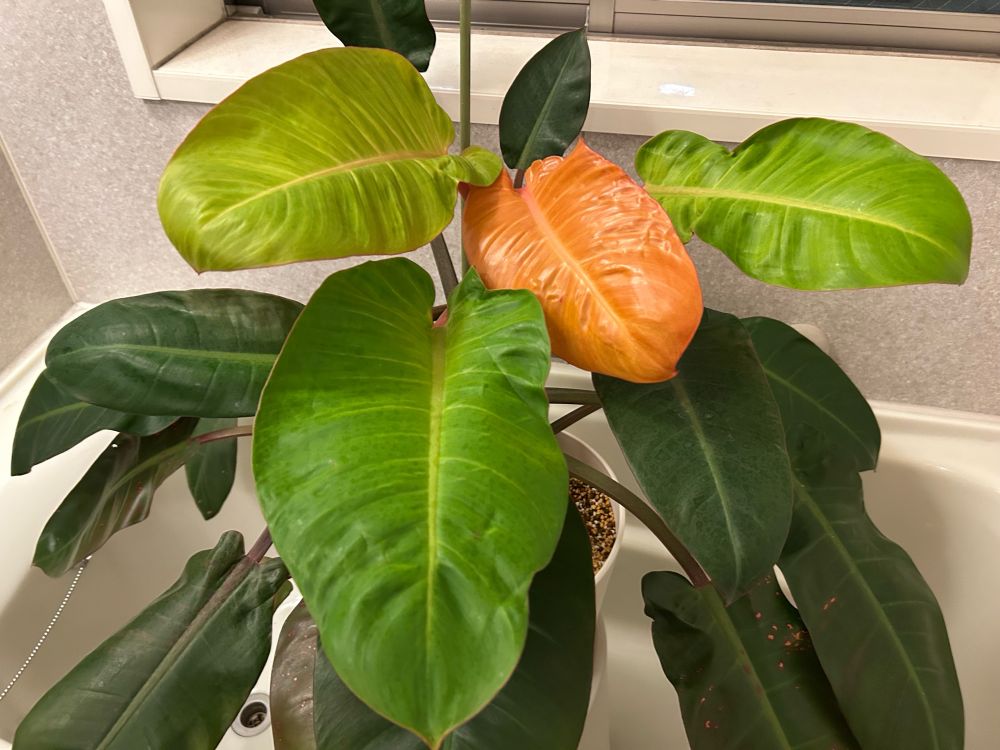 フィロデンドロンの仲間の葉っぱ
細長い緑色の葉っぱと、黄緑の葉っぱと、ピンクの葉っぱがある