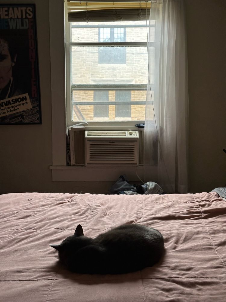 A little gray cat sleeps on a made bed