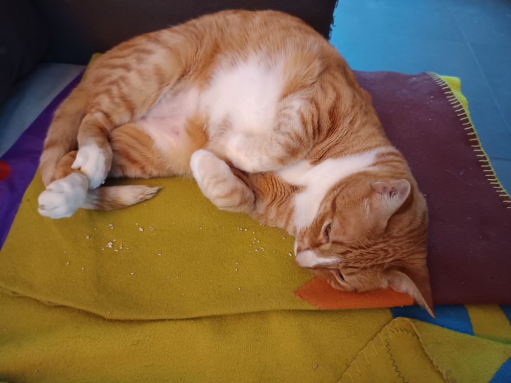 Gato acostado de lado sobre una manta verde, con las patas recogidas sobre la tripa.