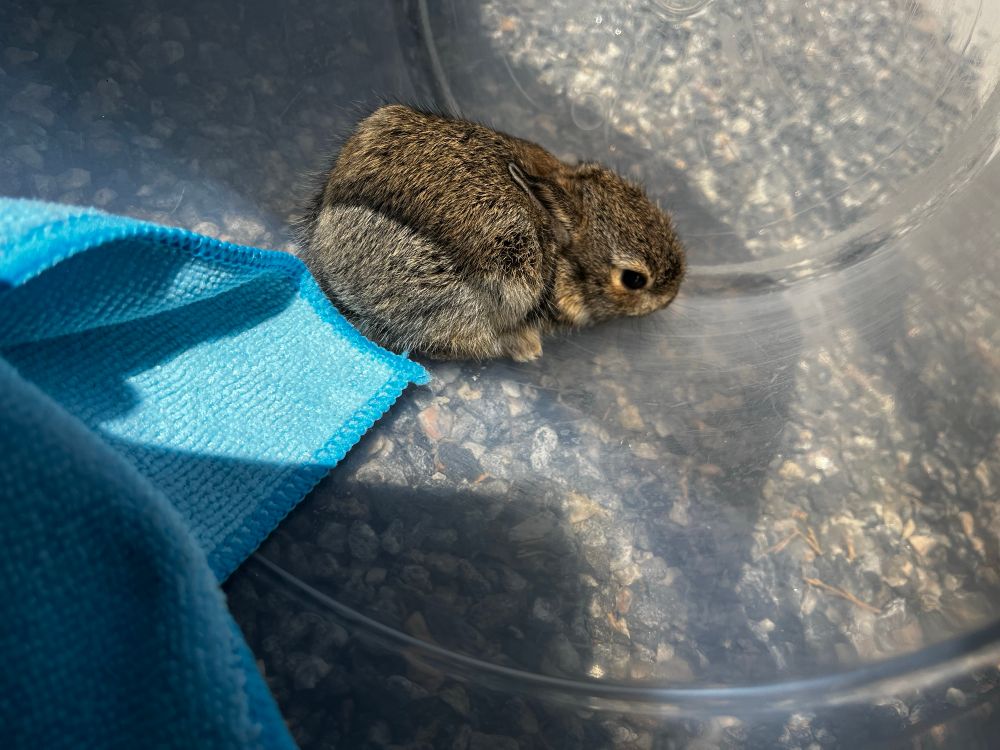 Baby rabbit balled up in the back of a clear plastic dough tub.