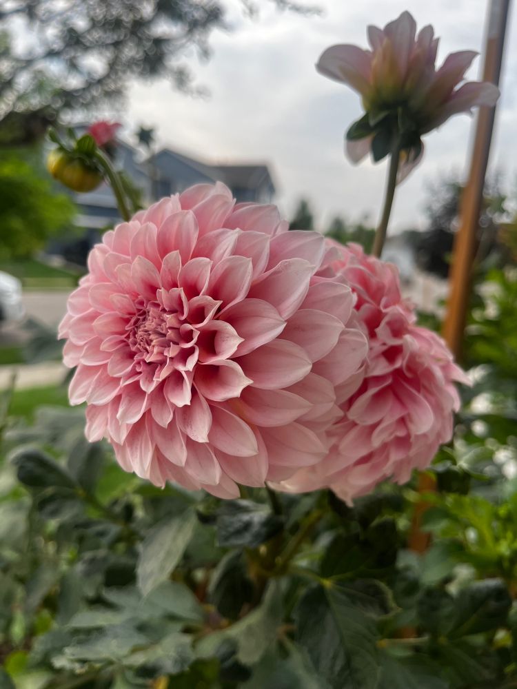 Pink dahlias from our garden