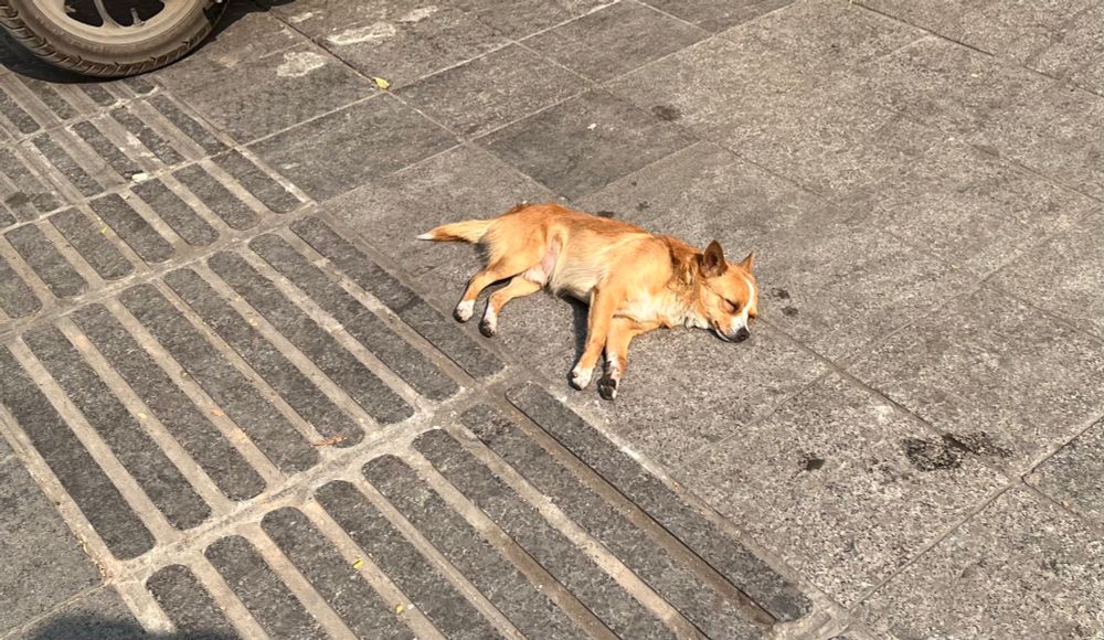 Un chien fait goulûment la sieste au soleil