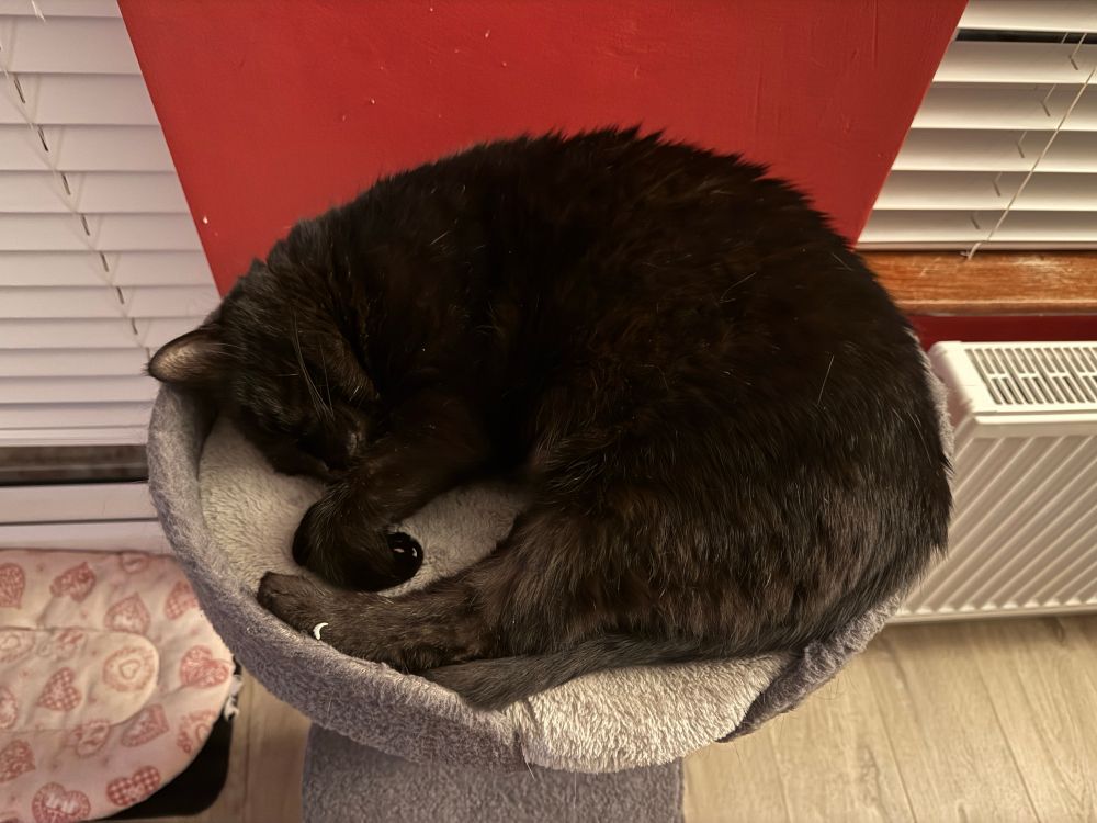 black kitty resting in cat tree