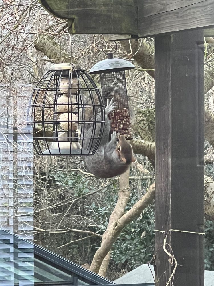Squirrel hanging upside down, raiding a bird feeder. 