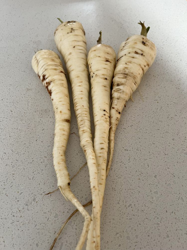 Four white parsnips, freshly dug up on a kitchen counter, not too wonky. They also have a lovely sweet fresh parsnip aroma to them.