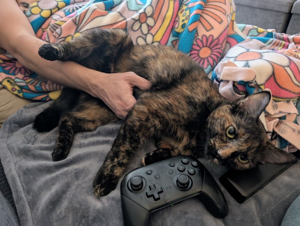 A tortoiseshell cat, Opie lays on gray and pink blankets while her dad rubs her belly. She is resting her head on a remote control and a game controller lays beside her head. 