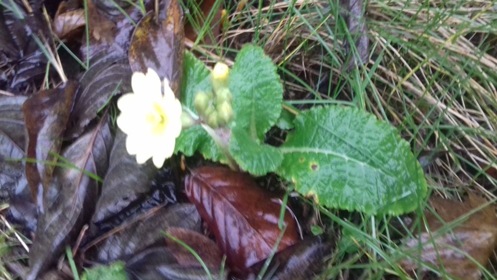 In the centre an open flower of a yellow primrose with 5 small buds against green leaves. To the right fallen brown leaves of a dogwood. Top right grass.