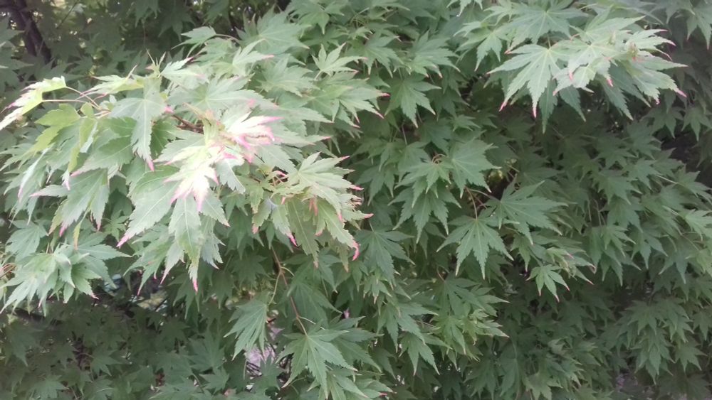 West facing side of Acer tree. Leaves are green with slight red tinge around the edges which is normal for August.