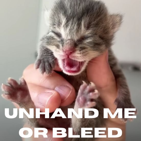 A picture of a crying kitten with text underneath that says "Unhand me or bleed."