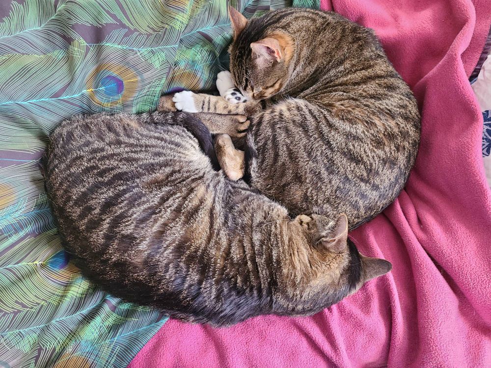 2 sleeping brown tabby cats, in reversed position