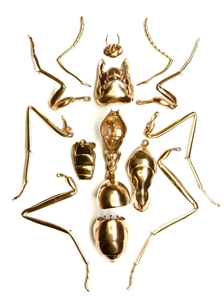 Pieces and parts of a bronze worker ant laid out on a white sheet of paper. The pieces are shiny and golden in color.