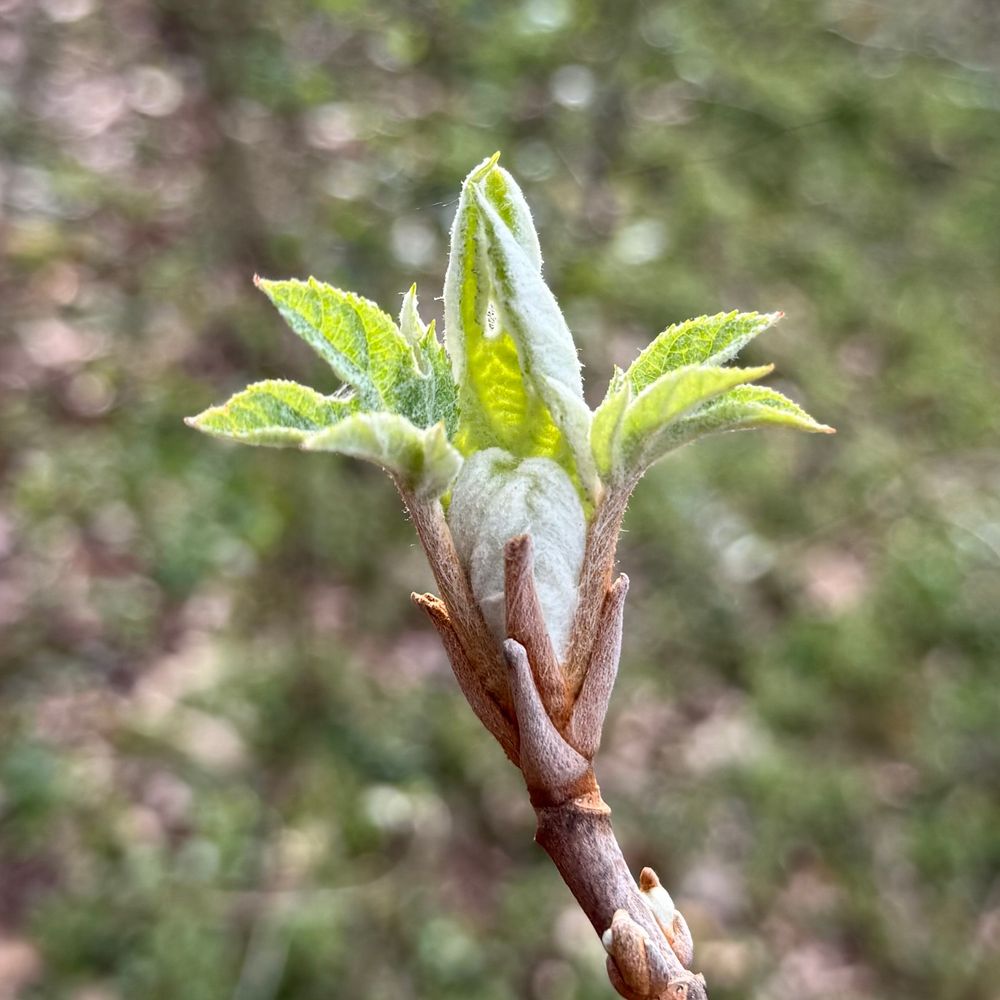 A bundle of leaves in the process of bursting out of their bud sheath, still frosted with fuzz, already spreading to catch the sun, at the tip of a branch. 