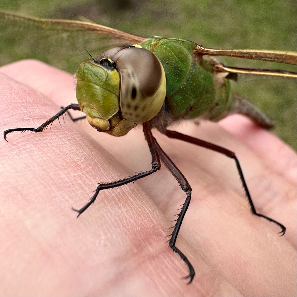Female green darner dragonfly (Anax junius) close up on my hand