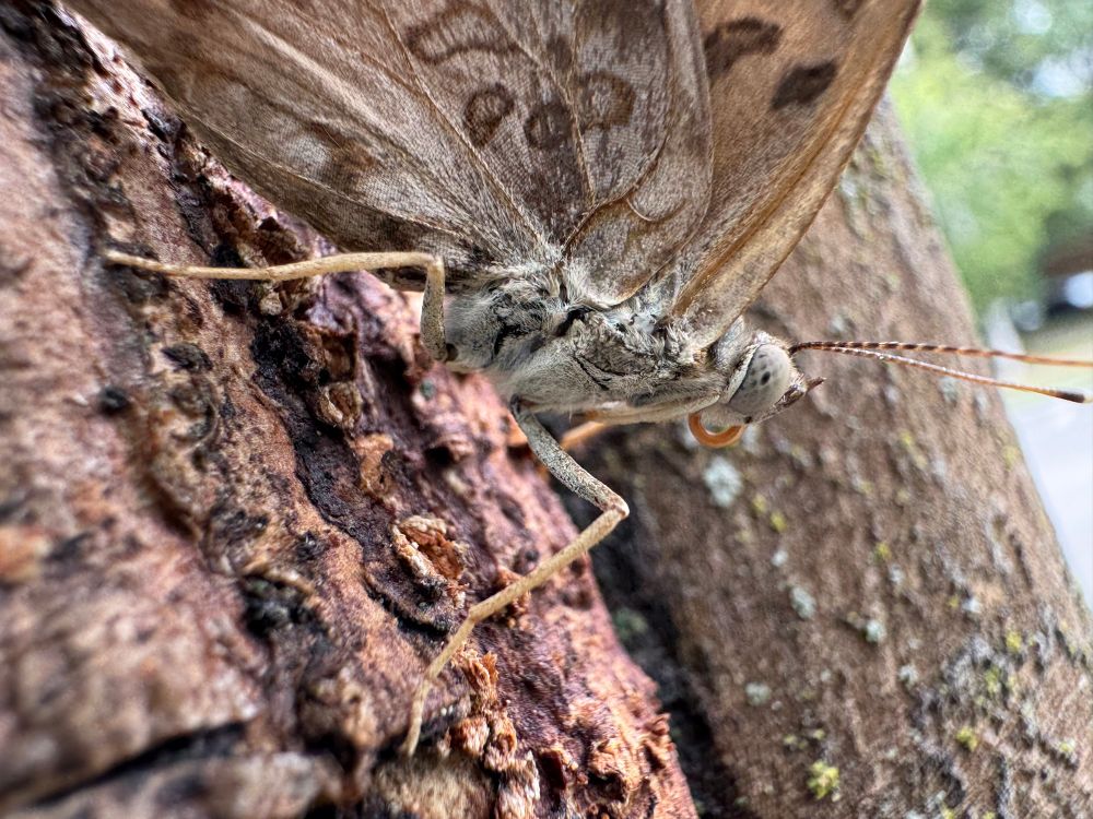 A closeup of one of the hackberry emperors from the size, showing its multiple eye pseudopupils and dense but short white fur. Its proboscis is curled up in a tight circle. Phone shot—zoom in to see details accessible because the insect is so calm (*burp*) can get the phone within a centimeter.