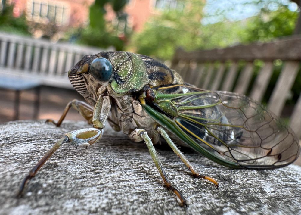 A male dog-day cicada seen from close up, sitting on the arm of a wooden bench at the University of Chicago