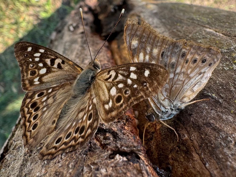 Two hackberry emperors butterflies slurping at a sap-filled trench, which is actually a vertical slash in a Siberian elm. One has wings spread to show brown and white spots, the other has wings closed and proboscis dipped into the weeping sap.