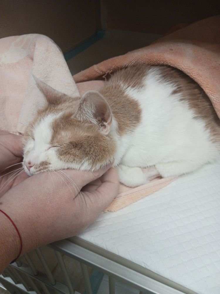 Bruno, an orange and cream cat, is happily getting scritches in his hospital kennel. He is on some good benzos.