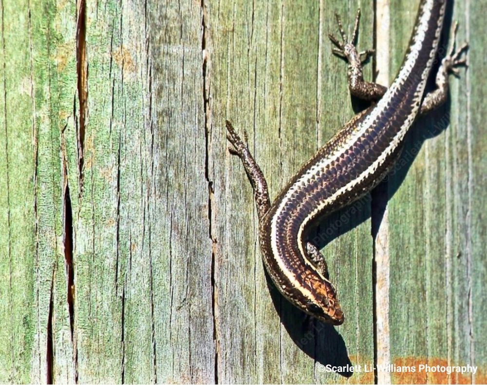 A fence skink on a green wooden fence 