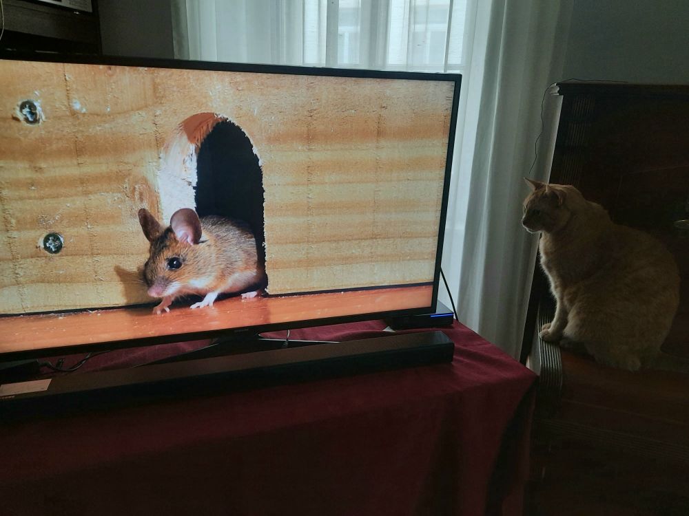 Roter Kater sitzend rechts vor einem TV, auf dem ein überdimensionaöes Mausloch mit Maus davor zu sehen ist. 