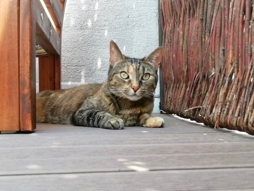 Grau-braun getigerte Katze liegt am Holzboden zwischen einem braunen Sichtschutz rechts und einem braunen Gartenmöbel links vom Betrachter aus gesehen, dahinter eine weiße Wand. Sie hat gelbe Augen und schaut den Betrachter an. 