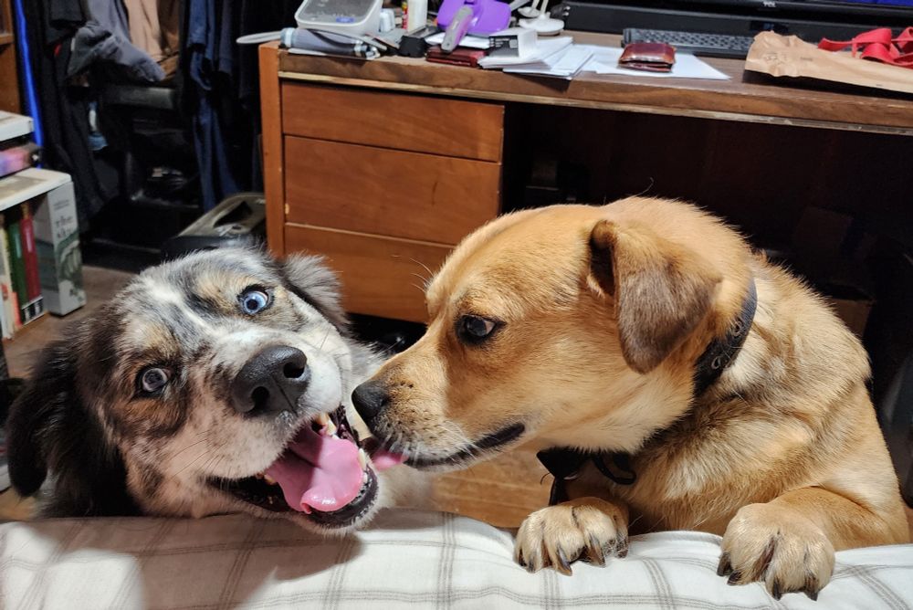 A blue-eyed, merle-coated dog with an open mouth and tongue out looks playfully at a tan dog with floppy ears, who is leaning in as if sniffing or nuzzling. Both rest their paws on a plaid cushion. The background shows a cluttered desk and bookshelves.