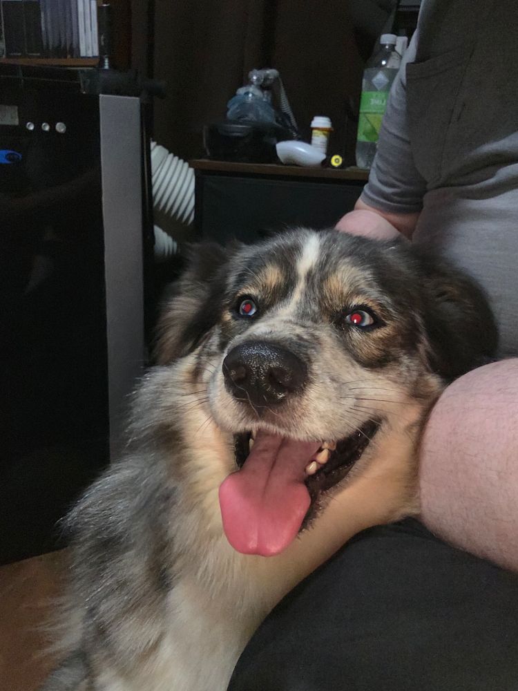 A happy, fluffy dog named Odin, who is part Husky, rests his head affectionately on a person’s leg. Odin has a thick coat with a mix of white, gray, and black fur, and his mouth is open in a wide pant with his tongue out, giving him a joyful expression. His eyes reflect the camera flash, making them glow red. In the background are household items including a portable air conditioner, water bottle, and some electronics on a small dresser.