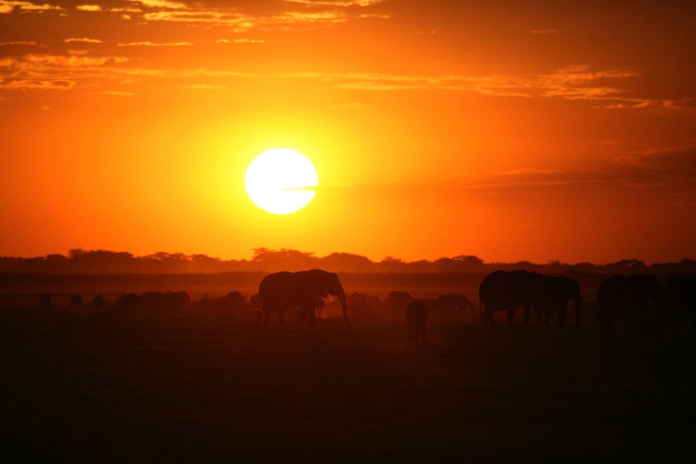 Parade of elephants walking in Amboseli NP, with the setting Sun in the background.