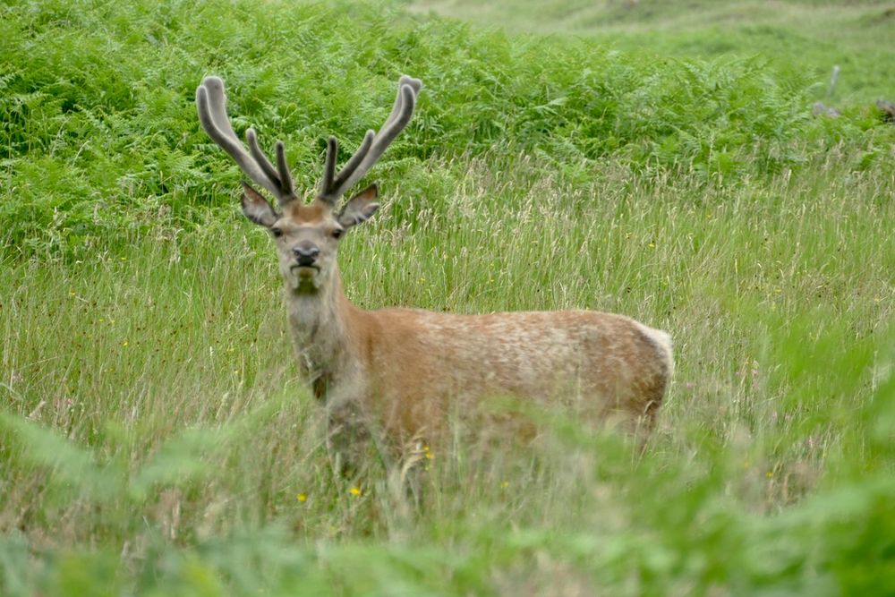 red deer