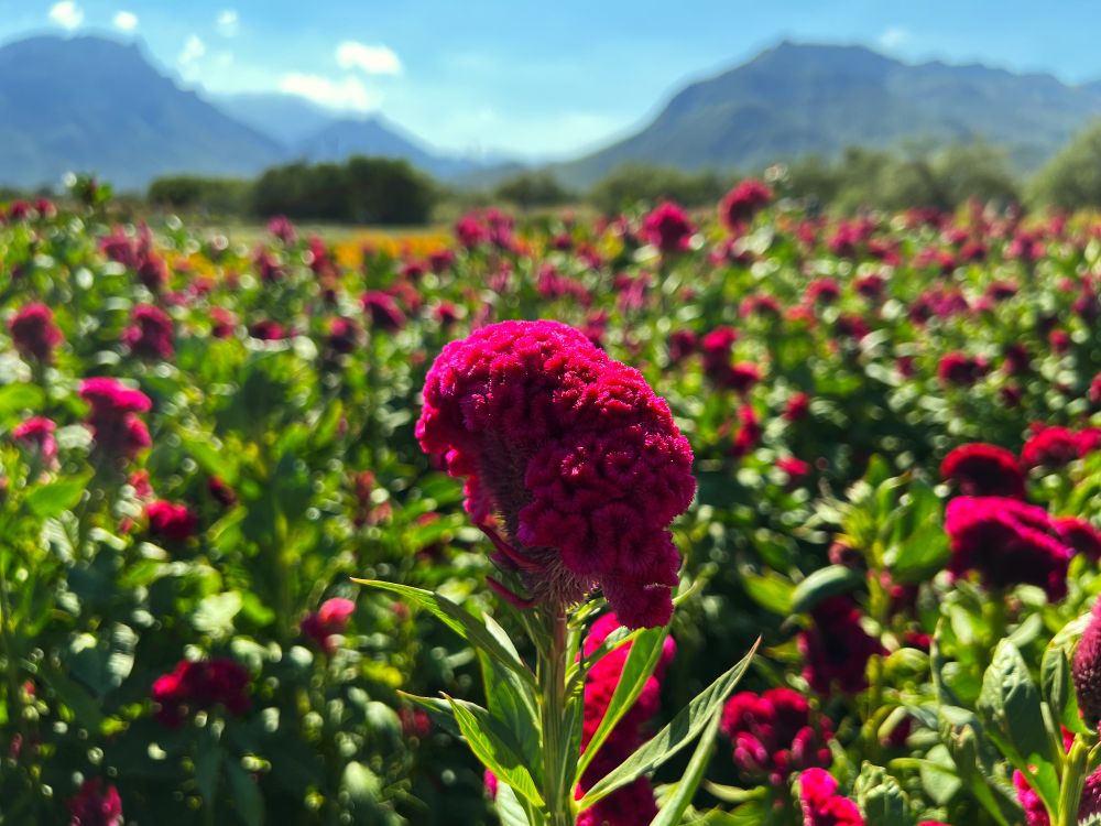 A closer look at a red flower used on Halloween celebrations in Mexico 