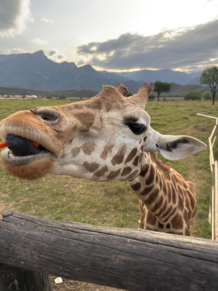 Some carrots for the giraffe 
