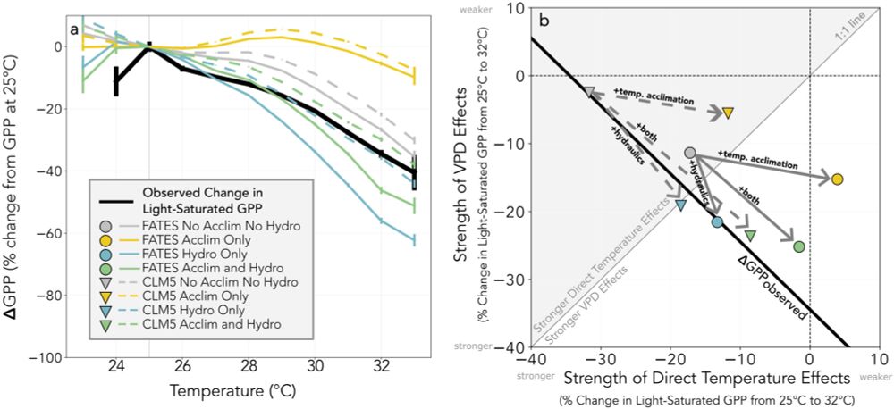 Different model assumptions about plant hydraulics and photosynthetic temperature acclimation yield diverging implications for tropical forest gross primary production under warming