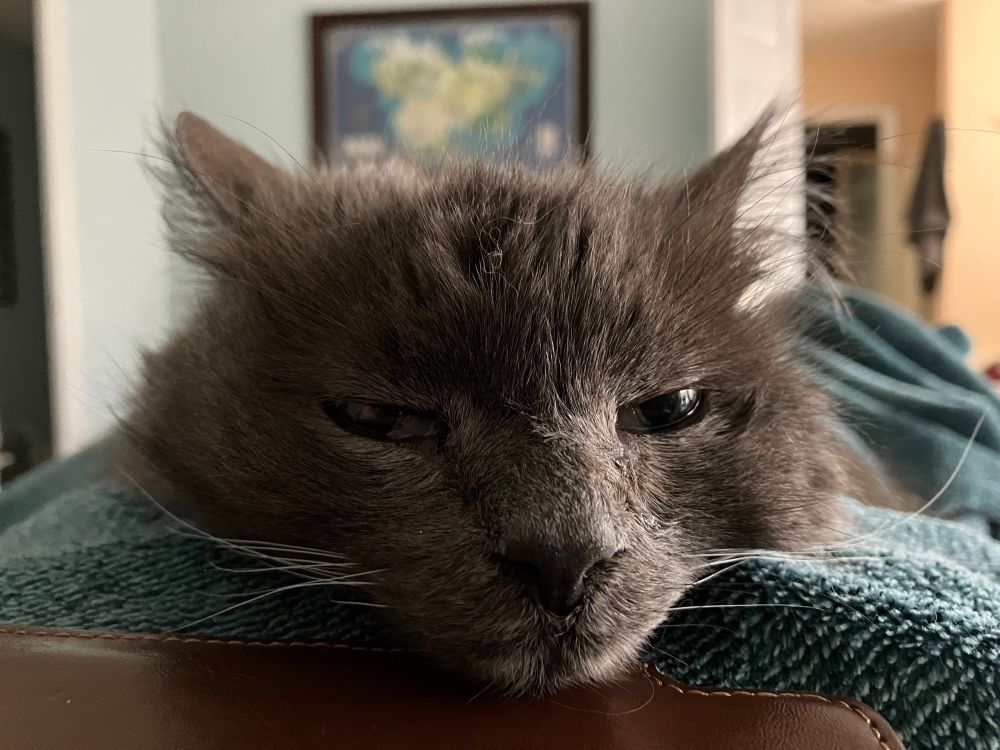 Closeup of the head of a grey cat, facing me, her chin resting on my chest