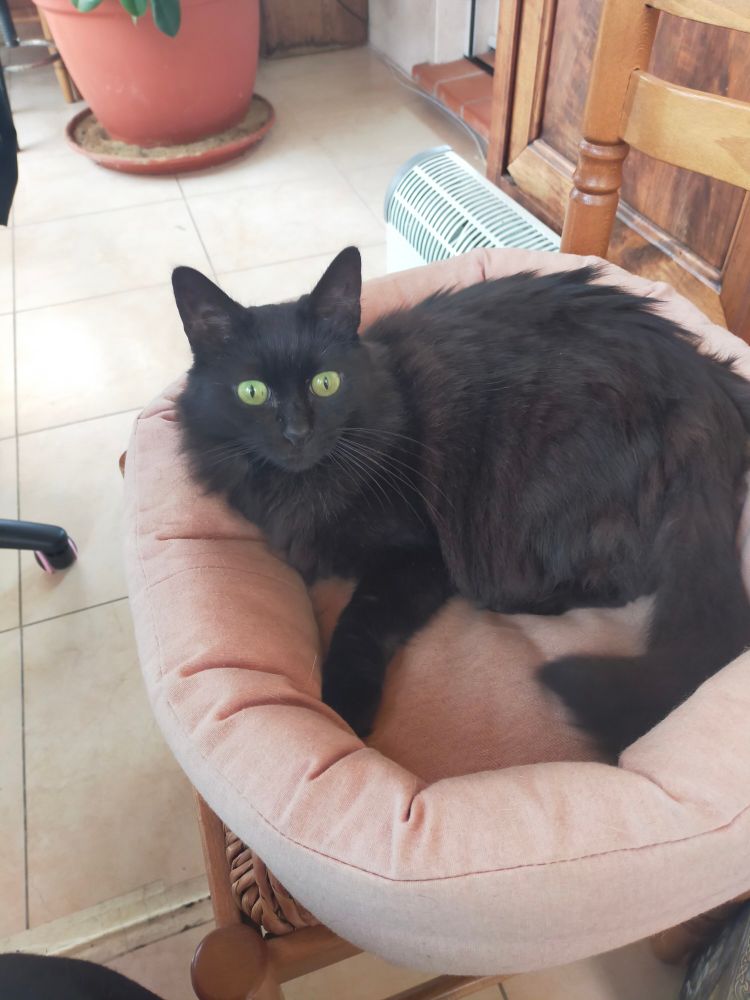 Une chatte noire aux yeux verts dans un panier.