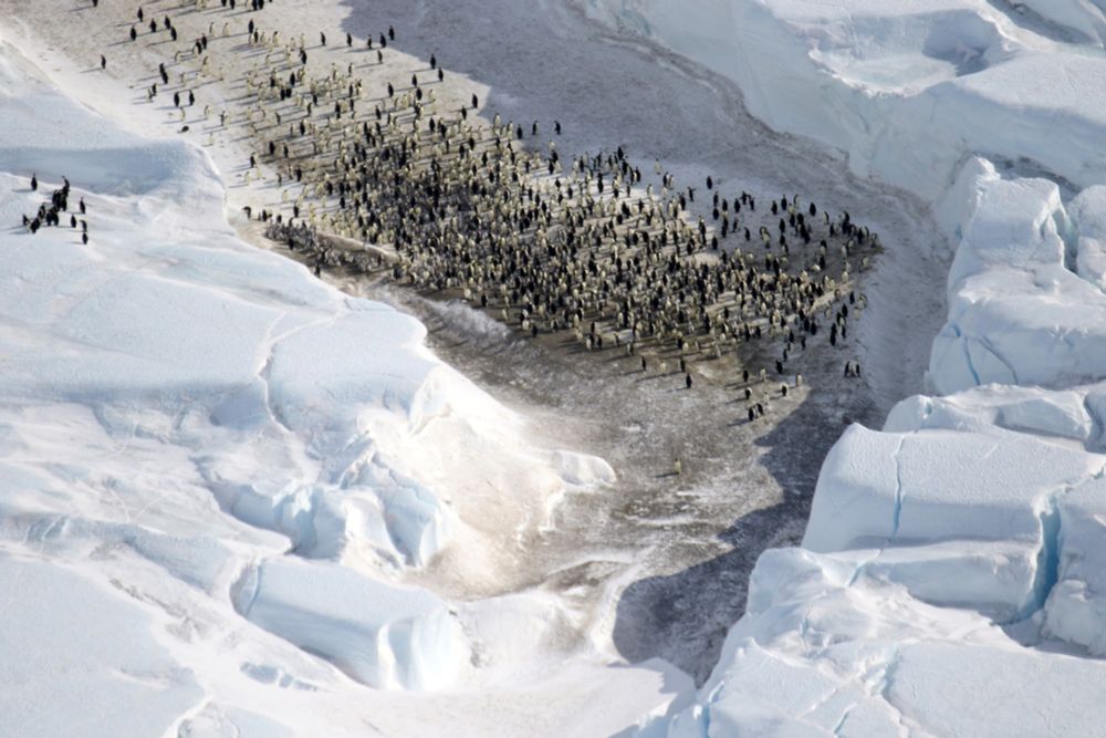 Aerial photo of emperor penguins on the ice
