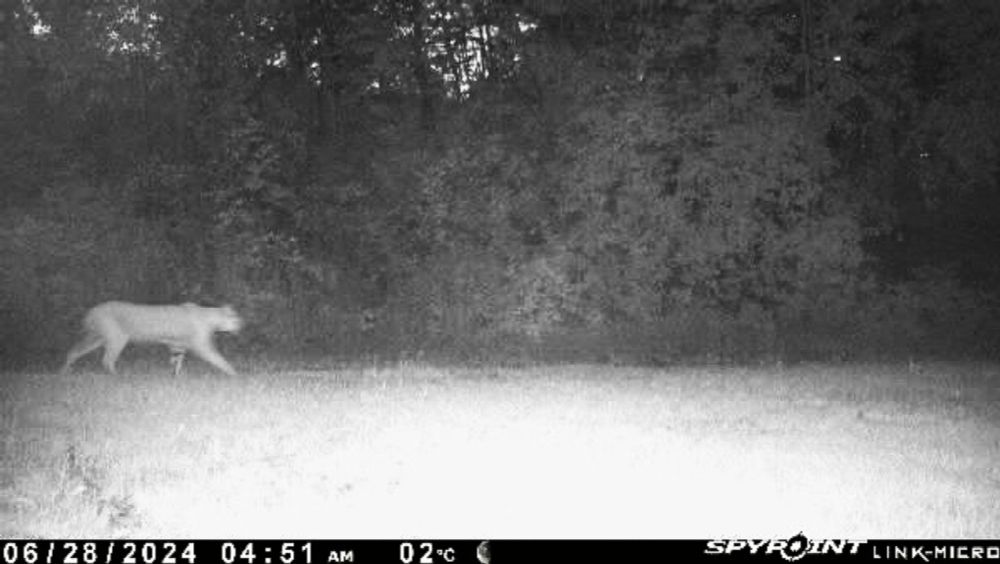 Official says security cam photo taken in northern Ont. appears to be a cougar