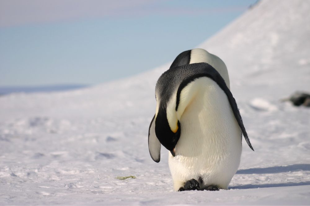 An emperor penguin spending time preening its feathers