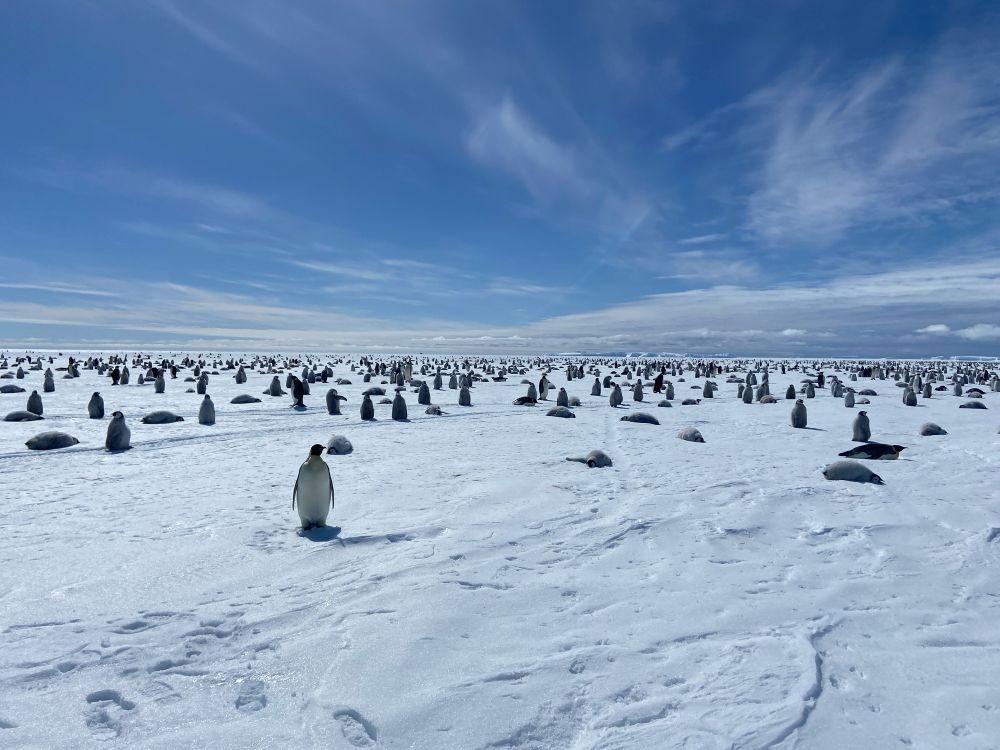 A bright sunny day in Antarctica with emperor penguins as far as you can see in the distance with white snow in the foreground