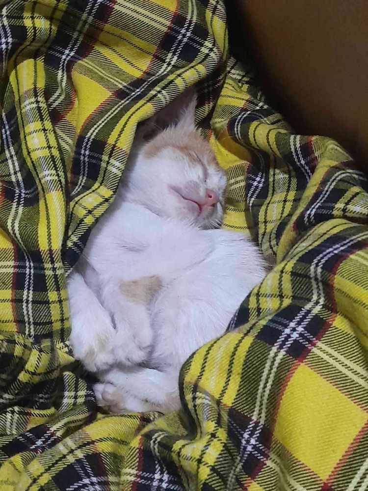 White and orange kitten sleeping in a box on a yellow plaid cloth