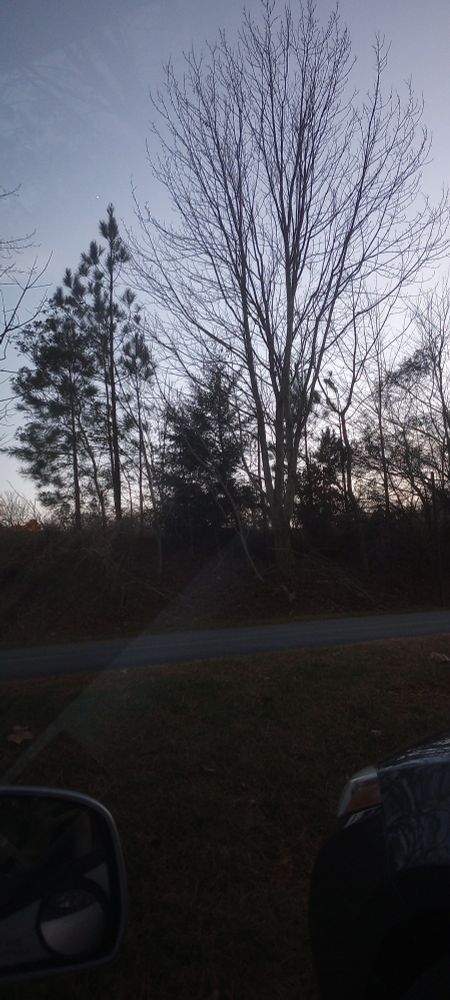 Trees silhouetted at dusk. A taller tree, all leafless branches reaching toward the sky, amidst smaller evergreens, the largest to the left is a pleasant leafy curve against the twilight.