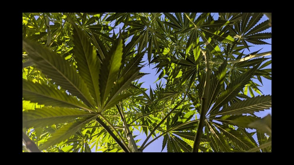 Alt-Text:
„Blick von unten durch dichte, grüne Cannabisblätter in den sommerlichen Himmel; Sonnenlicht scheint durch die Blätter und betont das kräftige Wachstum der Pflanzen.“


