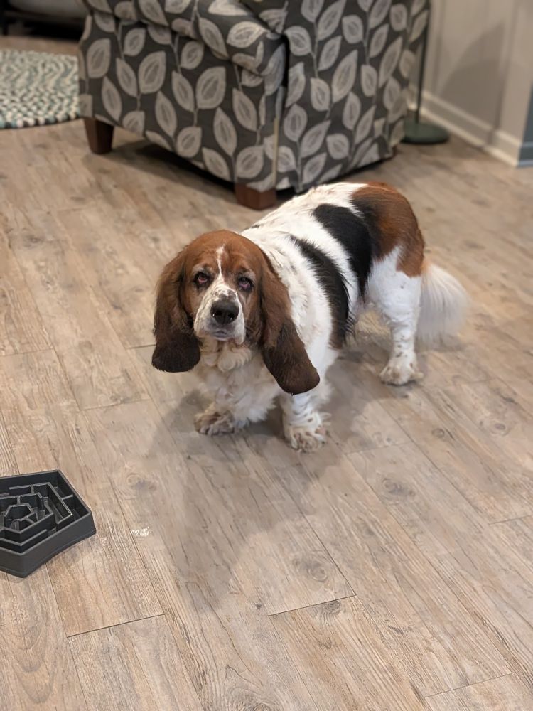 Ginger, a tricolored basset hound, is out of food and unhappy about it. 