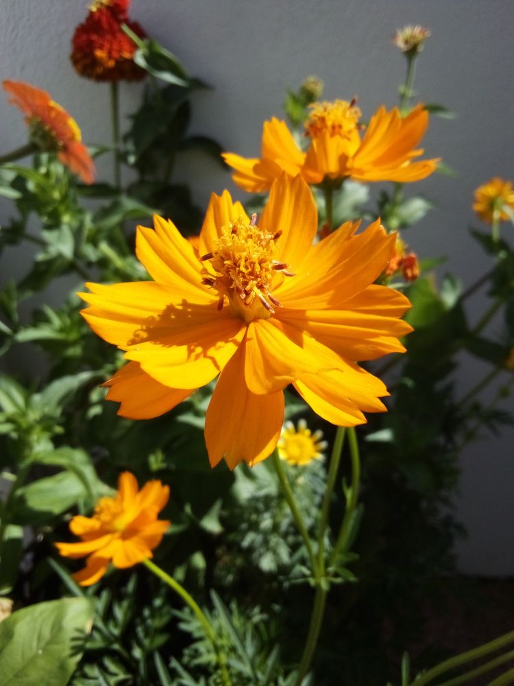Yellow wildflower