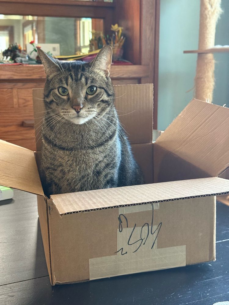 Photo of a brown tabby cat sitting in a cardboard box that’s on a table. He looks smug.