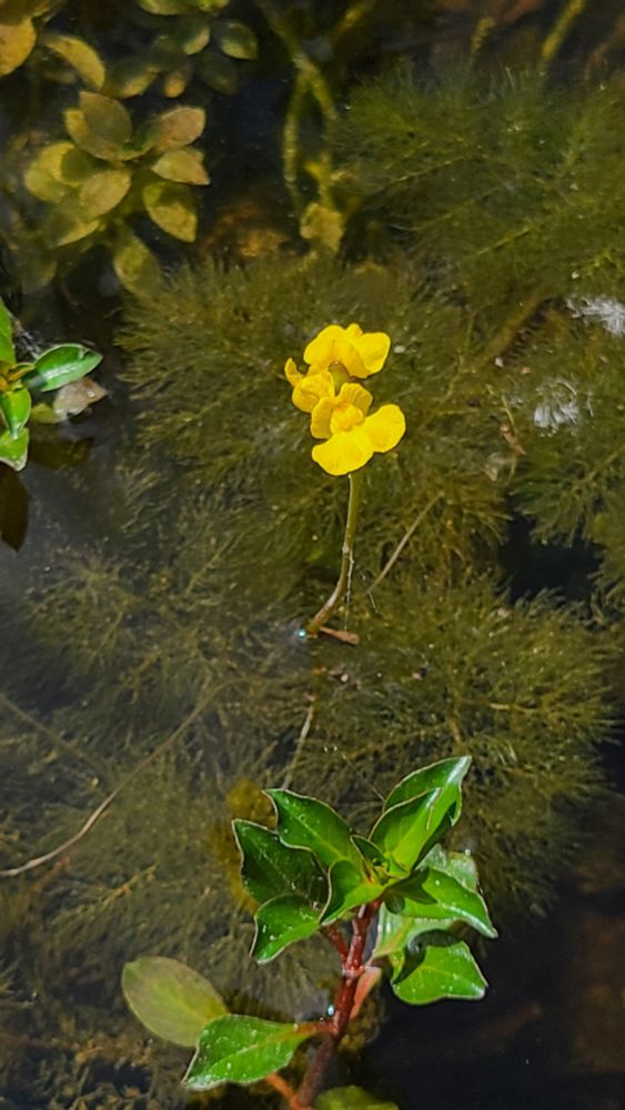 Yellow flower in a narrow stalk above unrelated leaves and a tangle of what looks like roots in the water but are actual tiny, carnivorous bladders. 
