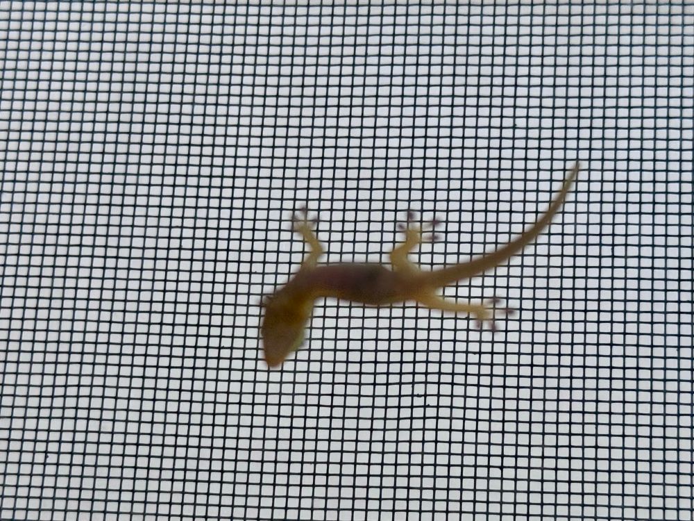 gecko in window
