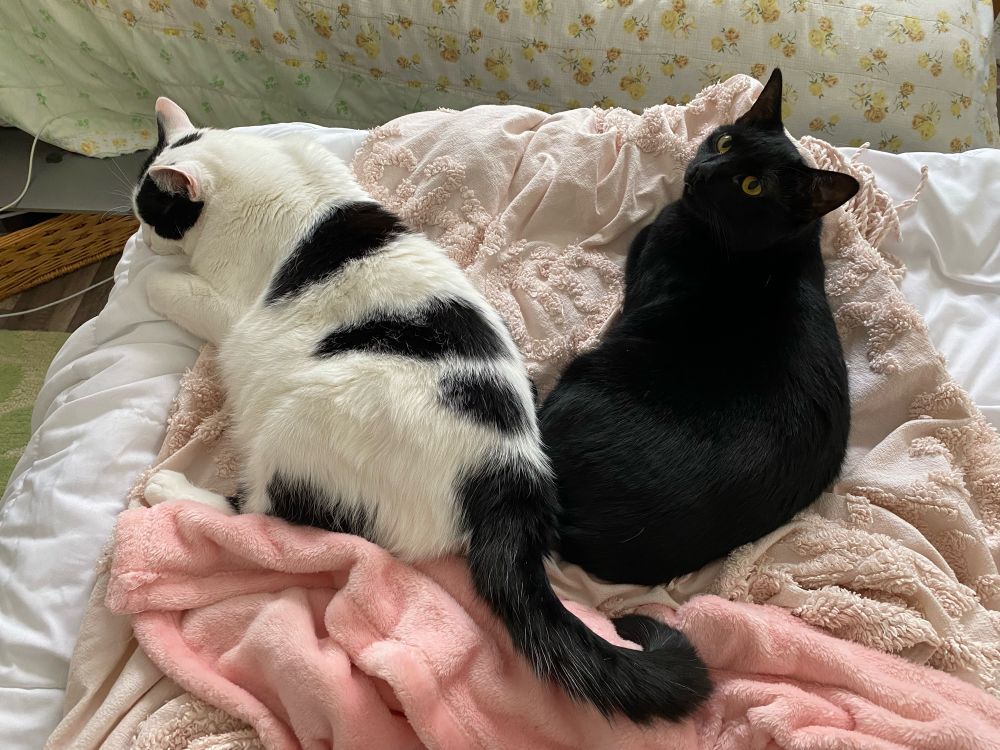 Photo of both Laika and Fern together!