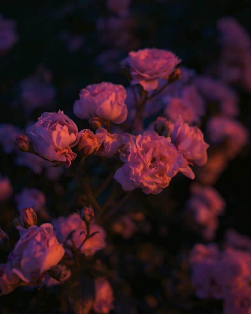 A close shot of pink roses in evening sunlight.