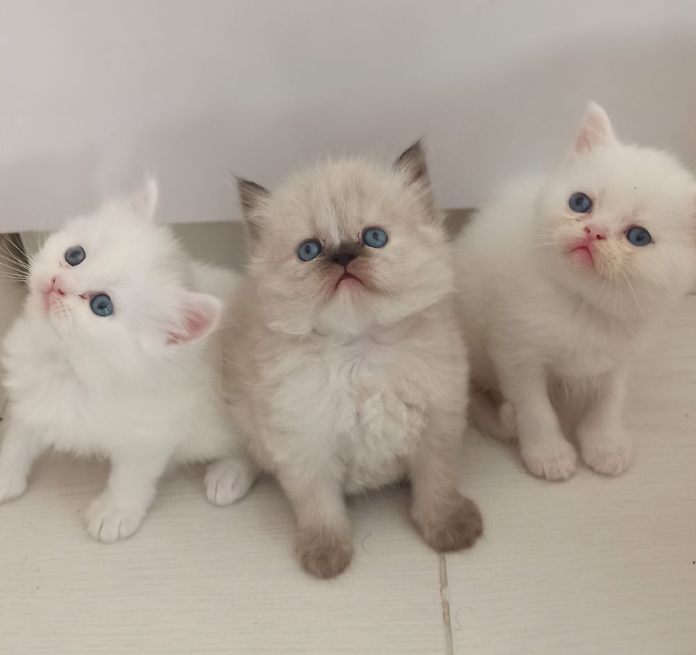 cute kittens and cats